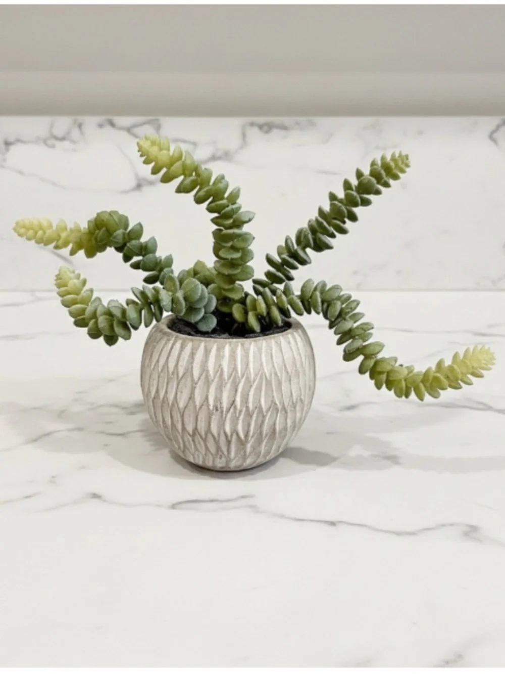 Potted Faux Burro's Tail Succulent